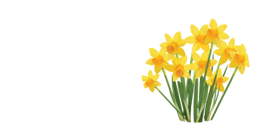 Image of daffodils.