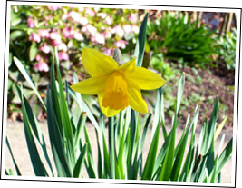 One of the first daffodils to signal Spring has sprung in Boynton!