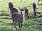 Deer at Sewerby Hall